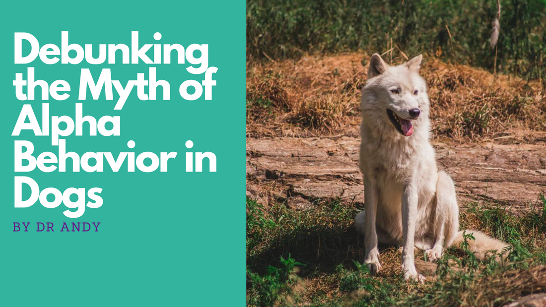 Debunking the Myth of Alpha Behavior in Dogs