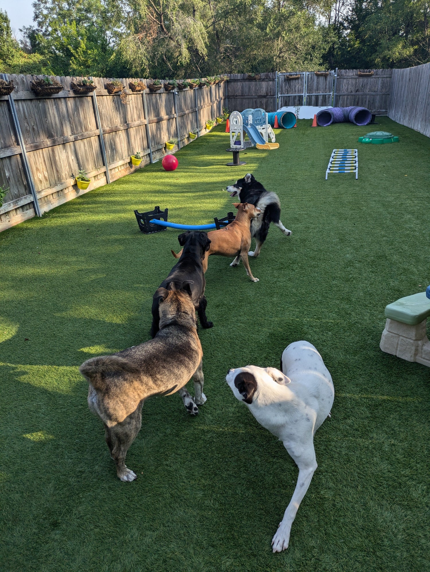 Group of dogs in boarding outside playing