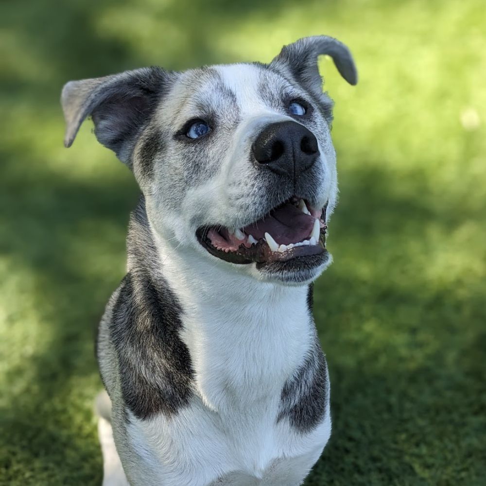 yes opportunities do better dog training