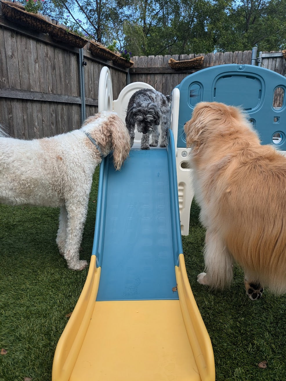 dogs playing on playground equipment