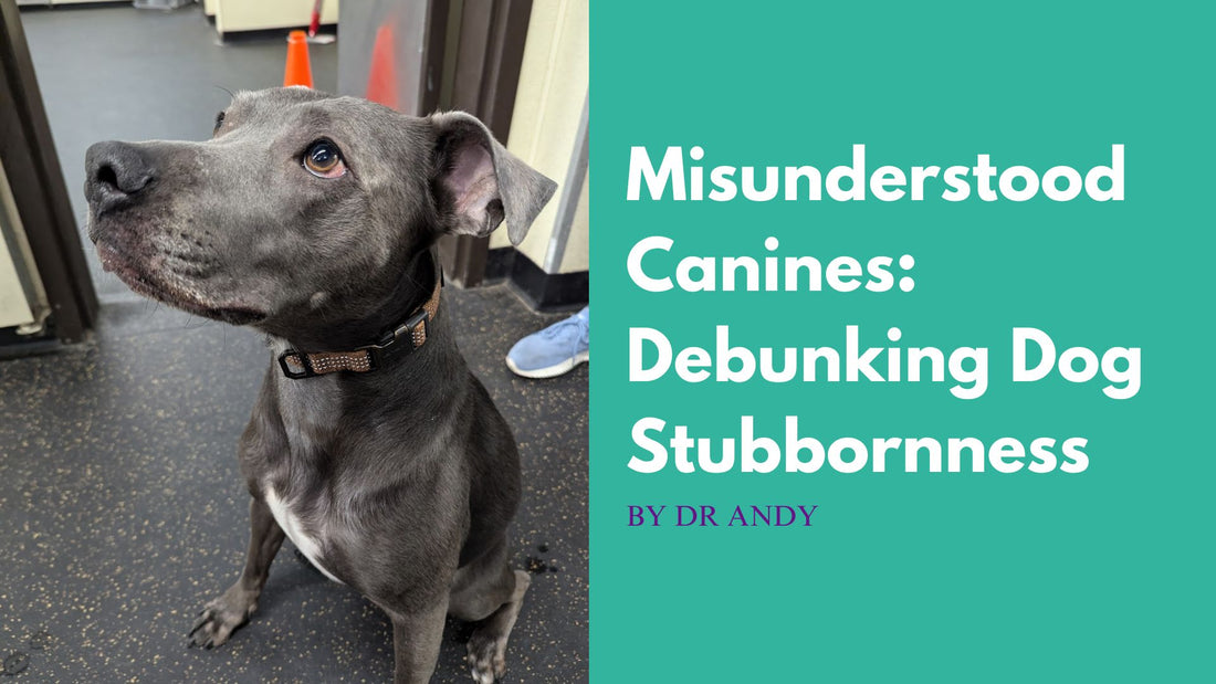 Misunderstood Canines: Debunking Dog Stubbornness