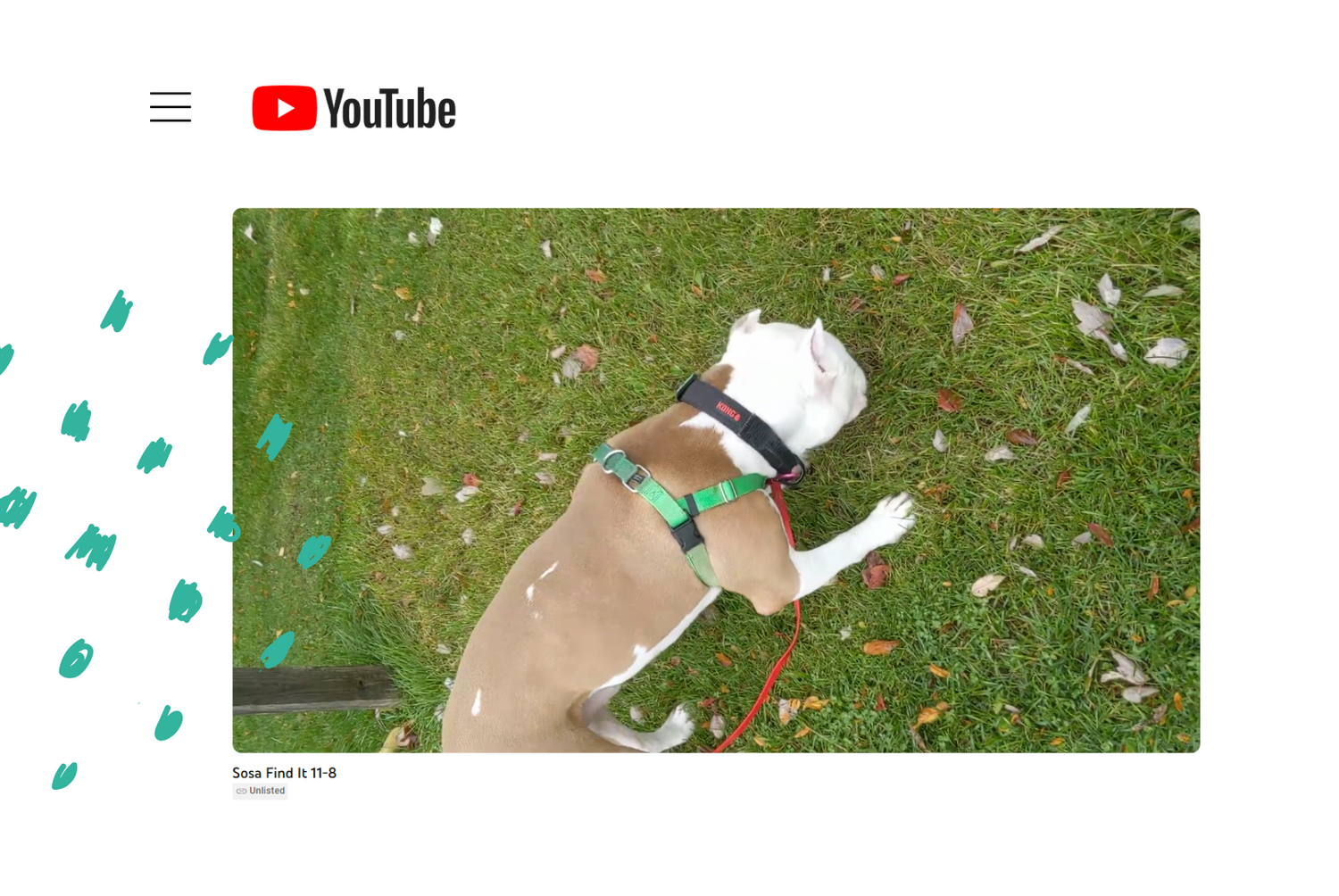 Dog training video recorded sessions
