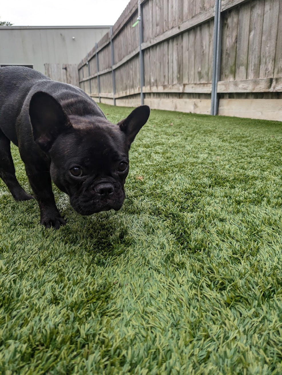 dog sniffing doing nose training