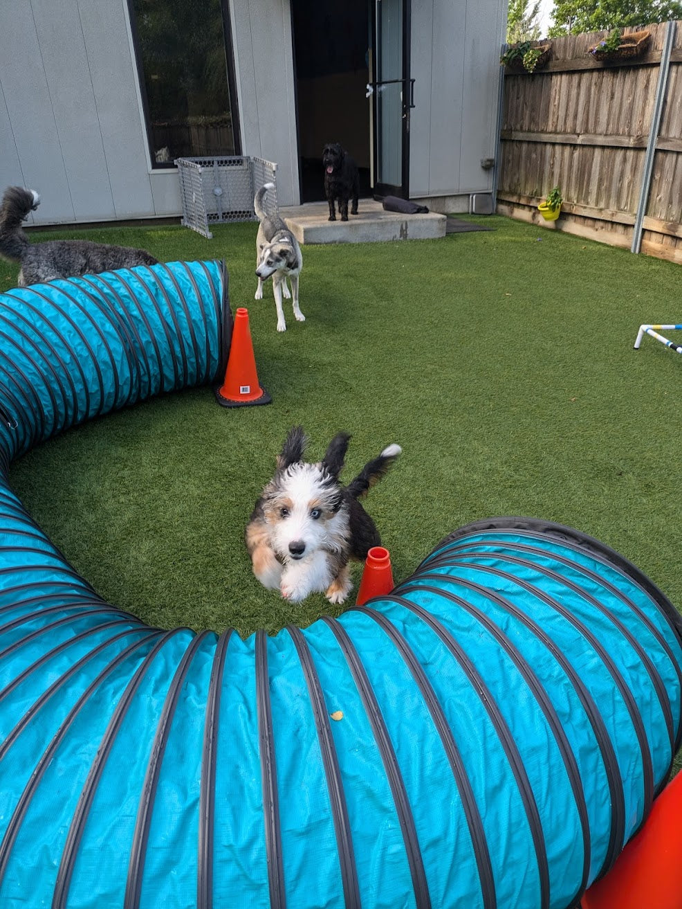 dog jumping over a tube